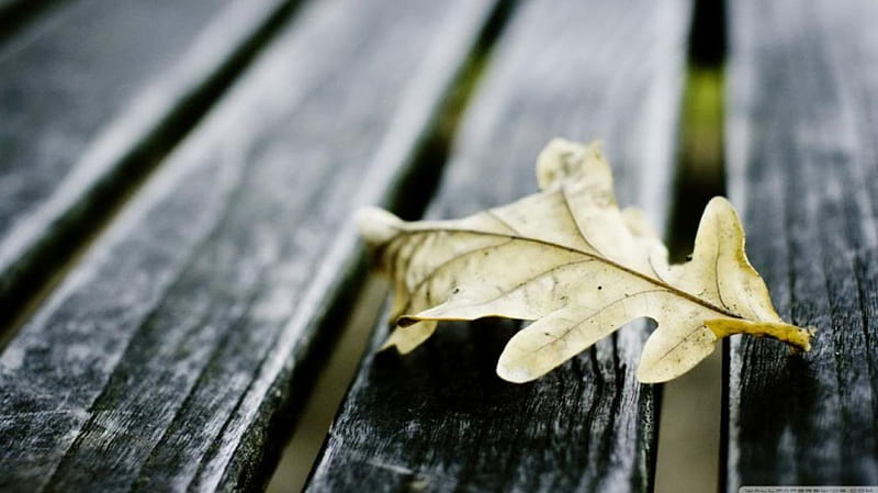 Oak leaf on wooden bench, fall, autumn, bench abstract, softness, leaf, leaves, graphy macro, close-up, nature, oak leaf, HD wallpaper