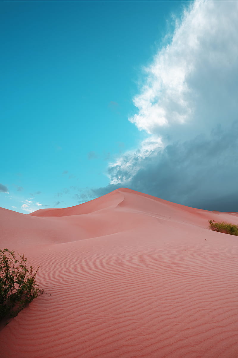 desert, dunes, sand, bushes, trace, HD phone wallpaper