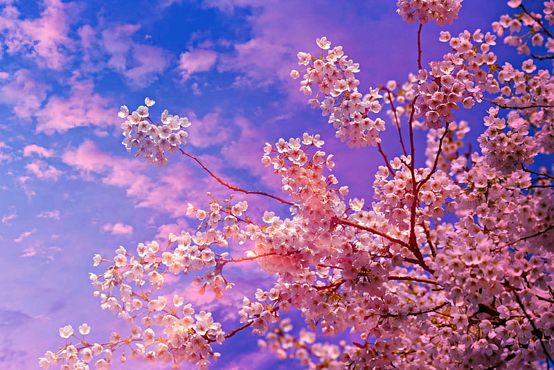 Cherry Blossom Tree , blossom, cherry, tree, nature, HD wallpaper