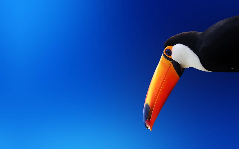 Toucan Beak Bird-animal graphy, HD wallpaper