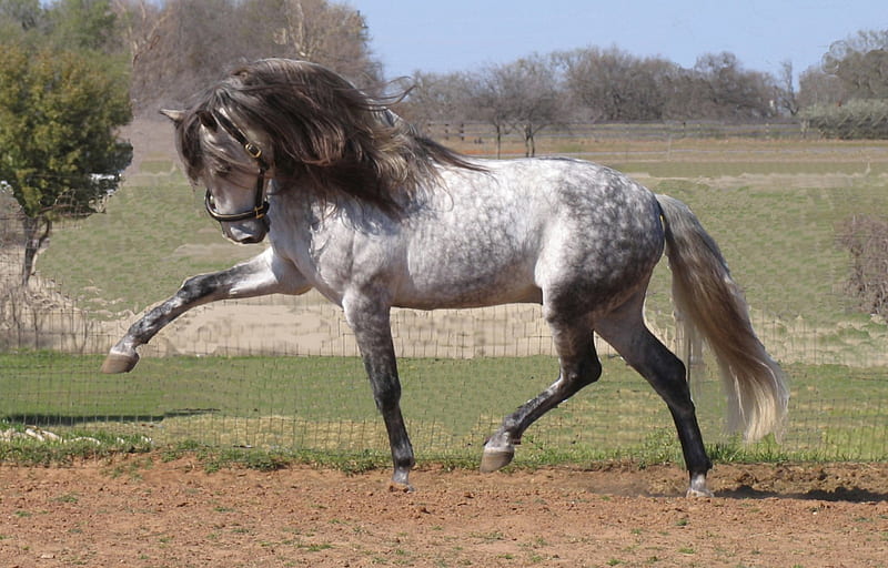 Mighty Spaniard, spanish stallion, andalusian stallion, dressage, animals, horses, HD wallpaper