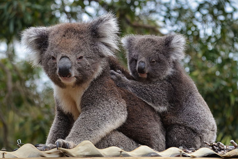 koala, animal, gray, furry, wildlife, HD wallpaper