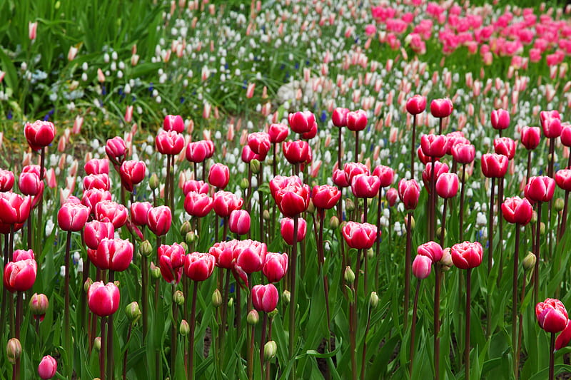 Pink Tulips in Keukenhof Gardens, Tulips, Parks, Pink, Gardens, Flowers, Nature, HD wallpaper