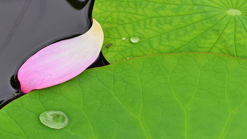 Lotus, lakes, zen leaf, water, green flower, nature, pink, harmony, HD wallpaper
