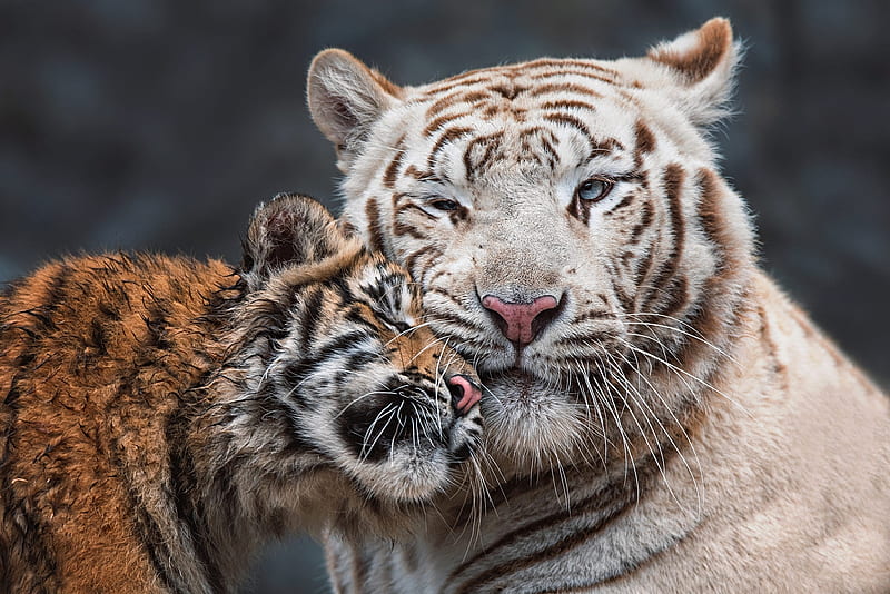 :-), mother, cute, cub, tiger, tigru, white, animal, HD wallpaper