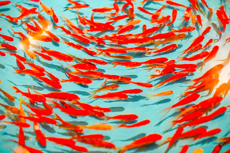 fish, red, water, swim, HD wallpaper