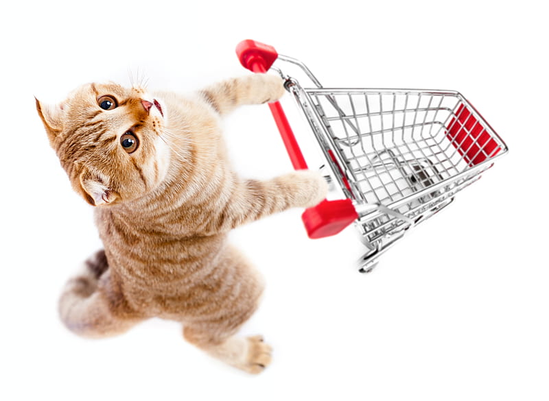 Shopping day, cute, shopping, funny, cat, kitten, animal, pisica, HD wallpaper