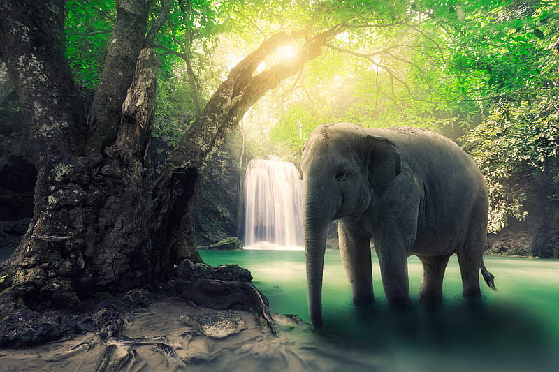 Elephant, enjoying the waterfall, HD wallpaper | Peakpx