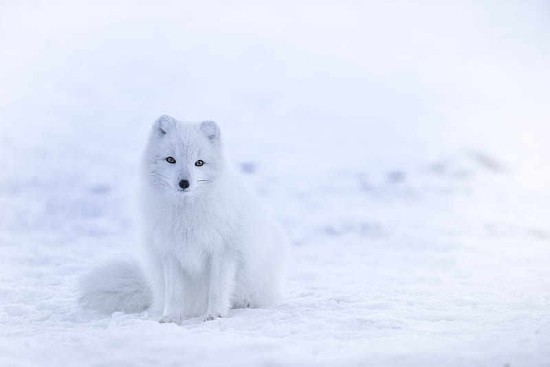 Artic Fox, cute, fox, ice, snow, white, HD wallpaper