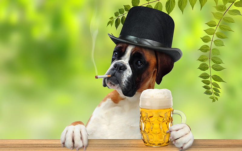Cheers!, glass, green, funny, beer, dog, animal, hat, HD wallpaper