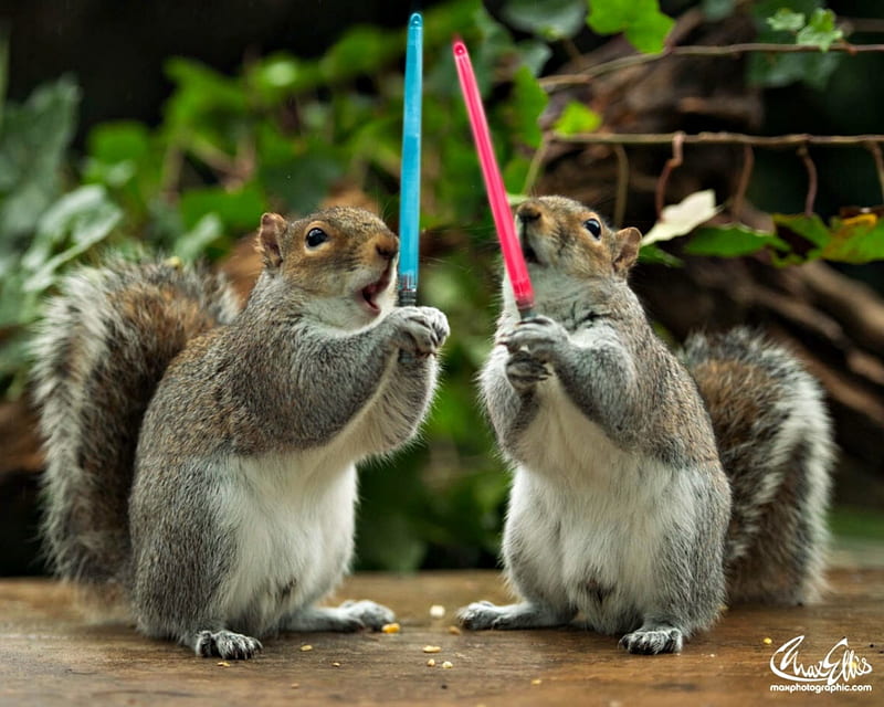 The furs is strong, squirrel, star wars, animal, max ellis, funny, pink, sword, couple, blue, HD wallpaper