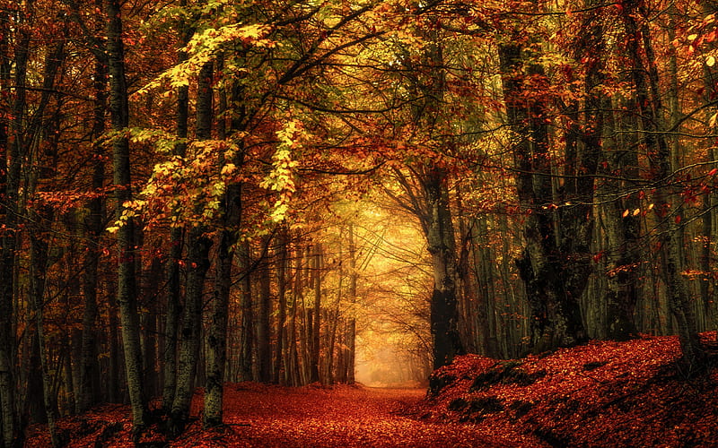 autumn, fallen leaves, park, forest, trees, autumn landscape, HD wallpaper