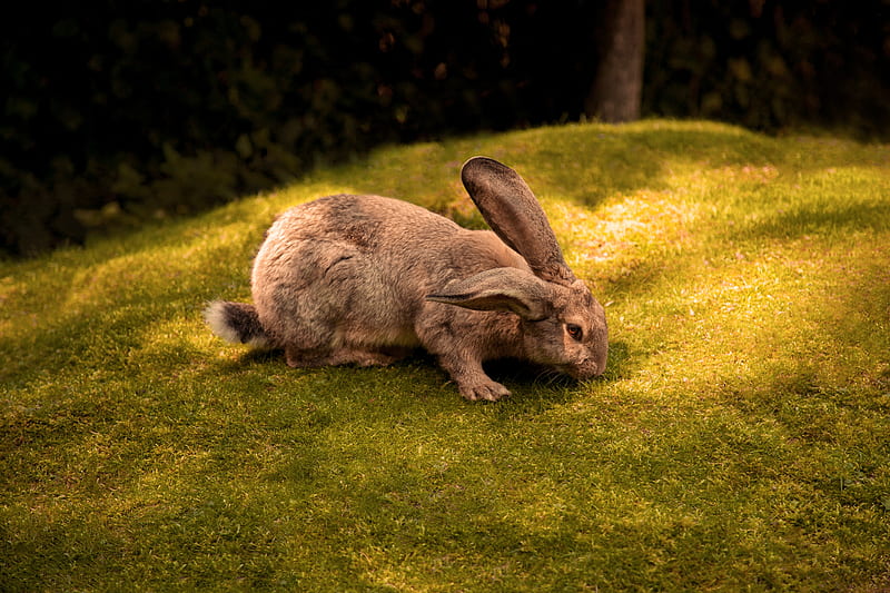 Rabbit , rabbit, animals, HD wallpaper