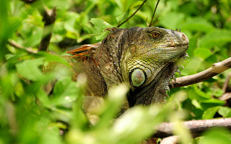 Green iguana, lizard wild nature, forest, American iguana, South America, HD wallpaper