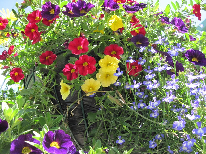 Flowers day 16, red, purple, Petunias, flowers, yellow, HD wallpaper
