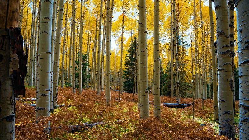 Aspen Grove Near Flagstaff, Arizona, leaves, fall, autumn, trees, colors, usa, HD wallpaper