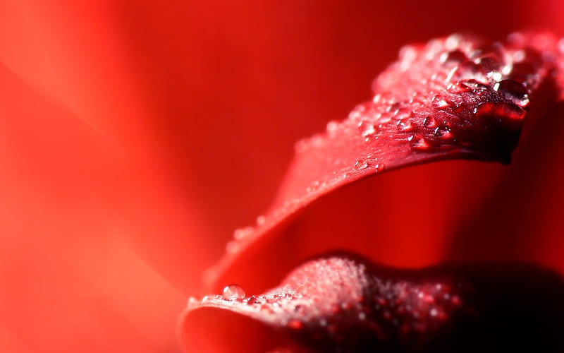 Dewdrops on Red Petals Close up, HD wallpaper