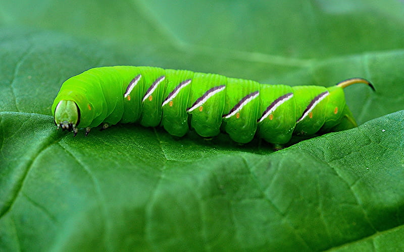 green caterpillar, future butterfly, green leaf, Laothoe populi, HD wallpaper