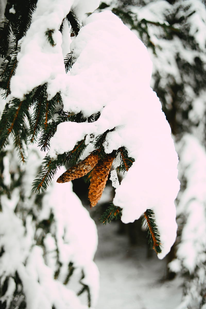 branch, snow, cones, spruce, winter, HD phone wallpaper