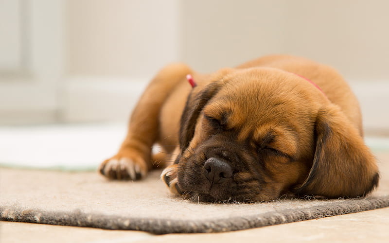 bulldog sleep dog, puppy, pets, dogs, cute animals, small bulldog, cute dog, HD wallpaper