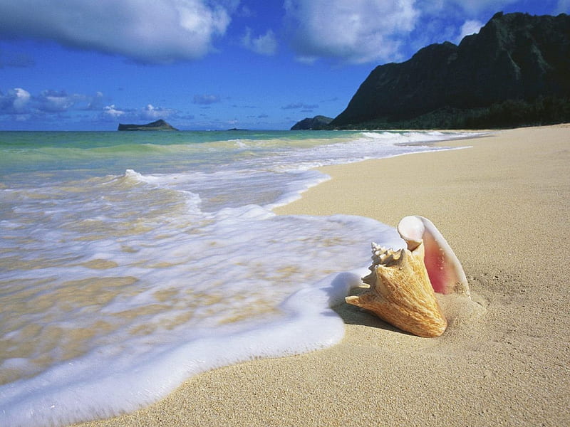 Conch shell Oahu Hawaii, beach, clouds, blue, HD wallpaper