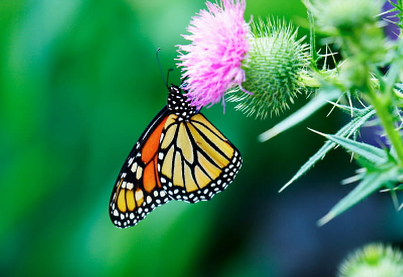 BUTTERFLY ON THISTLE, thistle, butterfly, brown, pink, HD wallpaper