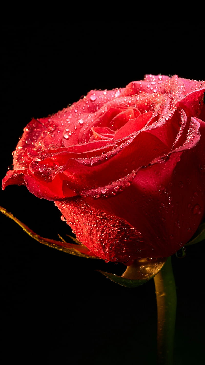 Rosa Rossa, rose, icio, HD phone wallpaper