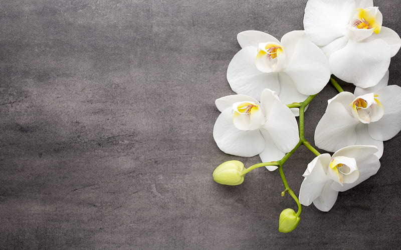 white orchids, tropical flowers, branch of an orchid, white beautiful flowers, gray stone background, HD wallpaper