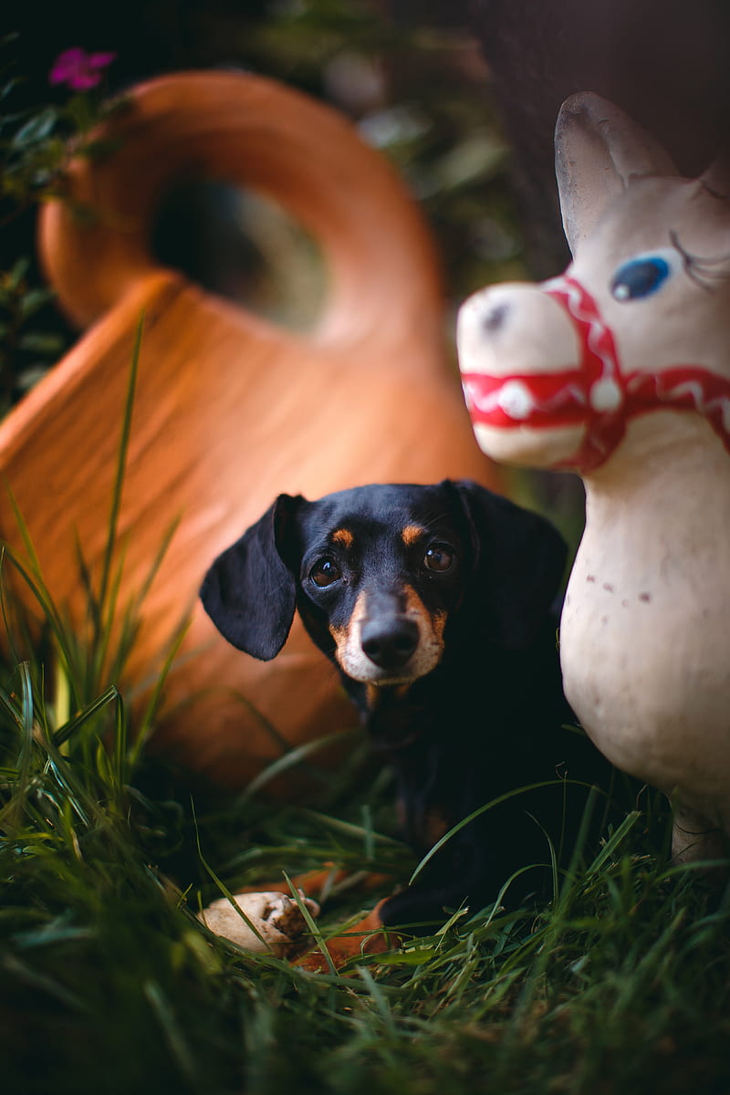 dachshund, puppy, cute, grass, HD phone wallpaper
