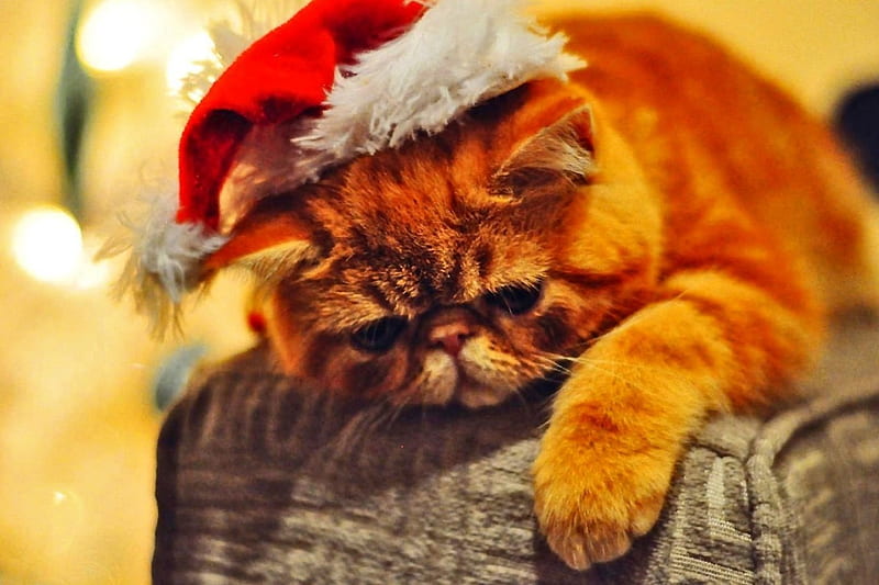 Christmas Spirit, Christmas, cute, sweet face, cat, kitten, santa hat, HD wallpaper