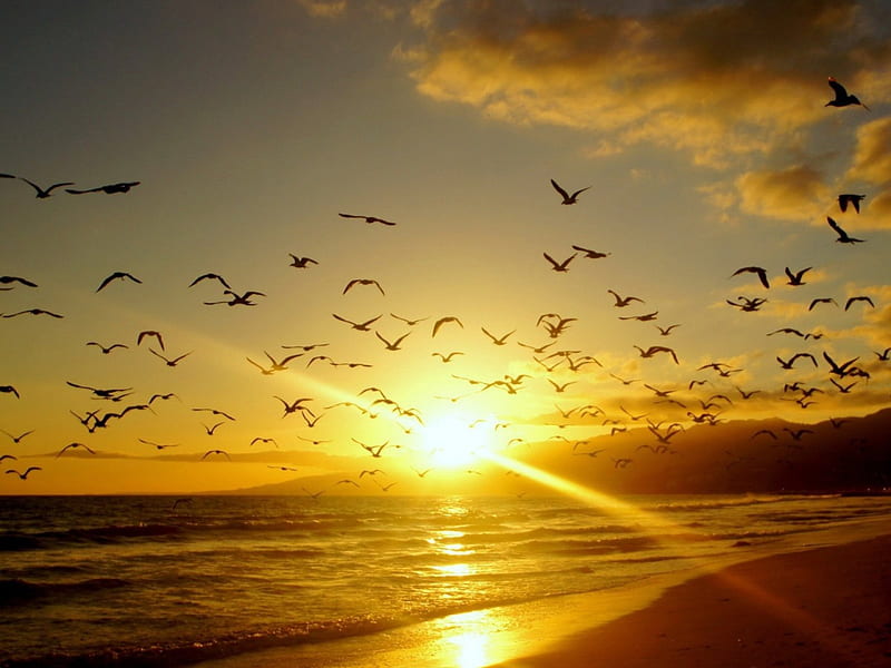 A Flocks of Gulls, beach, flocks, birds, nature, sunset, reflection, gulls, HD wallpaper
