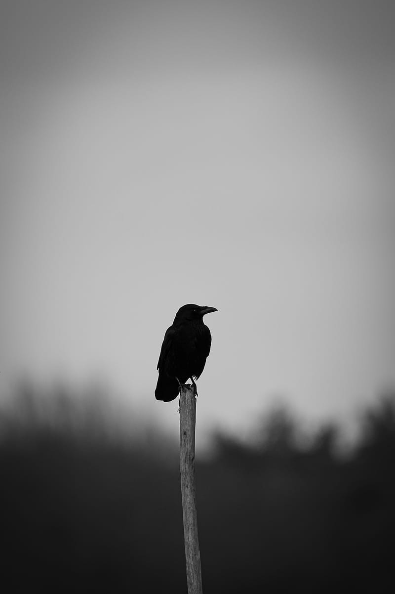 Ravens, birds, black, bw, HD wallpaper | Peakpx
