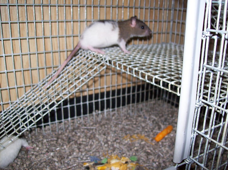 baby ratties, critters, rats, pets, rafts, Rodents, HD wallpaper
