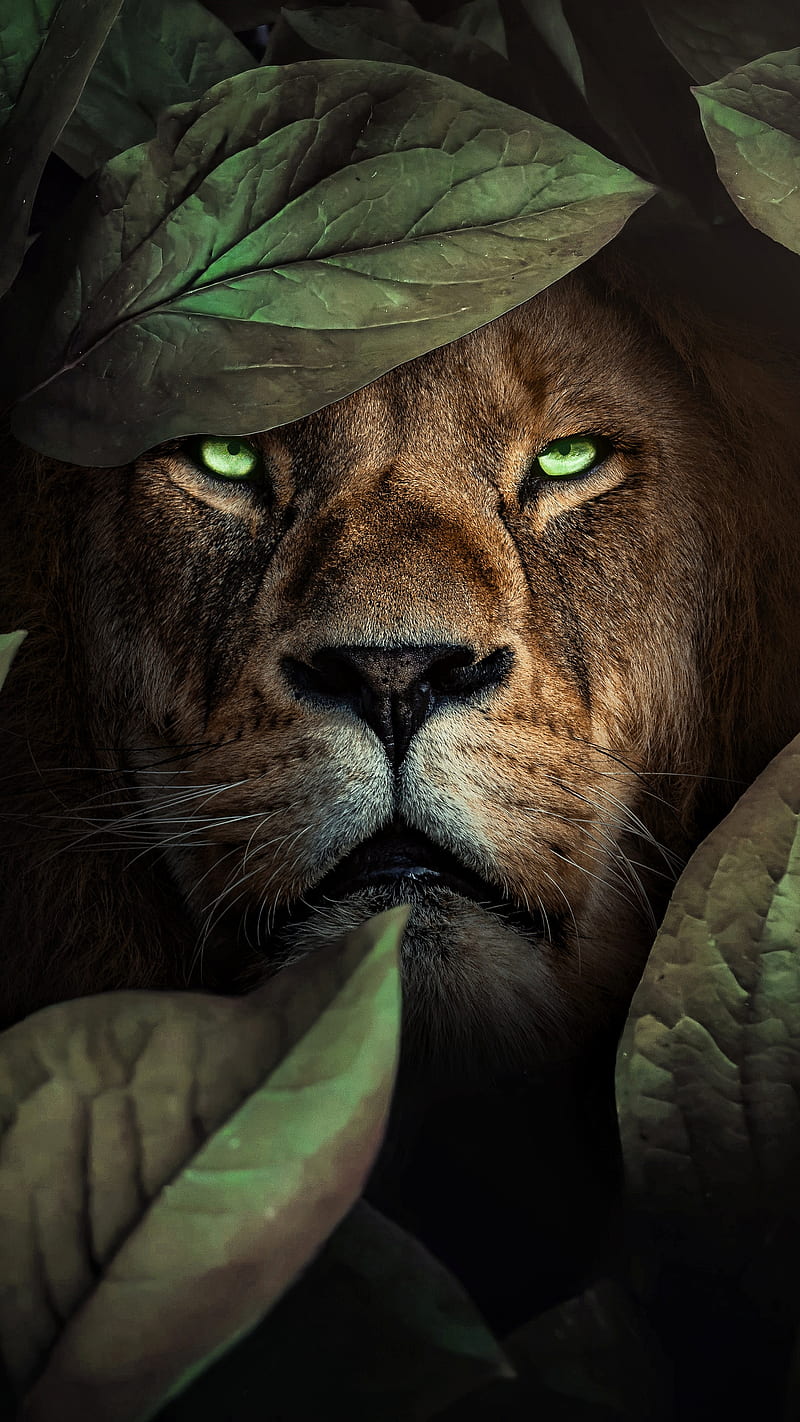 KING, Amazon, animals, art, artist, dark, forest, green, leaves, lion,  manipulation, HD phone wallpaper | Peakpx