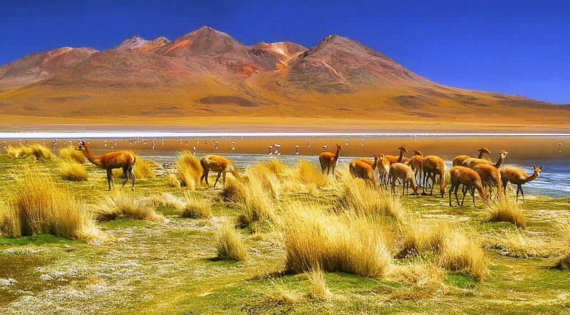 Andean Highlands, lakes, desert, grass, birds, bonito, mountains, blue sky, salt flat, animals, HD wallpaper