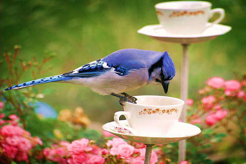 Birdy, blu, bird, blue, blue birdy, HD wallpaper | Peakpx