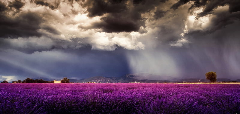 Storm Clouds Over Purple Field, HD wallpaper