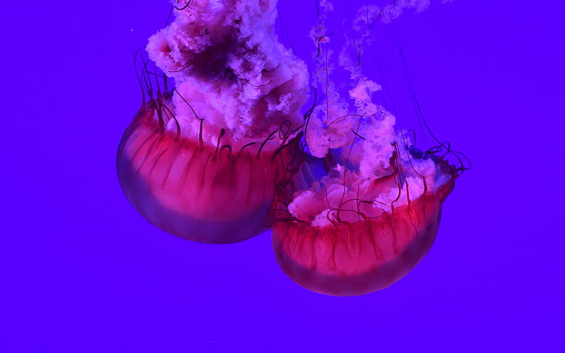 Jellyfish, nature, fish, animal, HD wallpaper