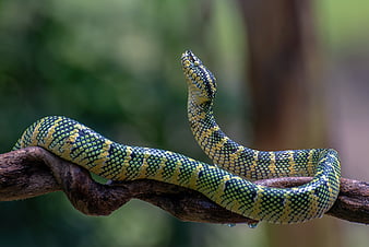 reptiles, python, Fond d'écran HD