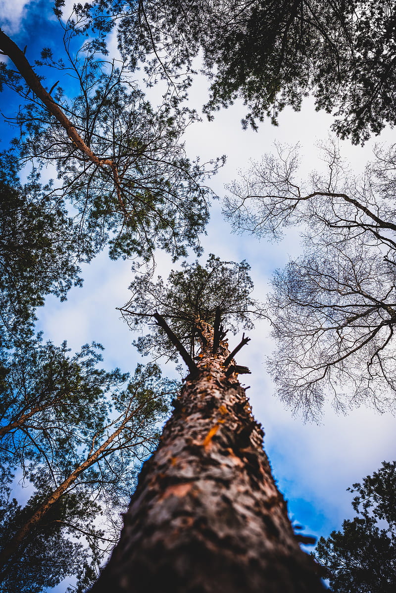 trees, bark, view from below, branches, sky, clouds, HD phone wallpaper