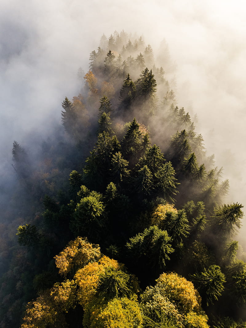 trees, fog, aerial view, treetops, forest, HD phone wallpaper