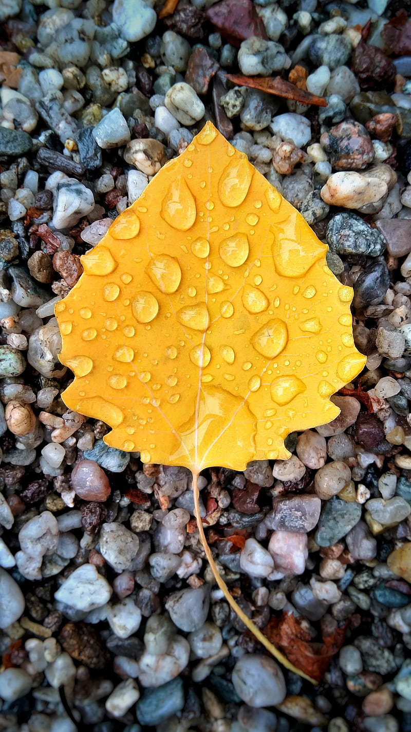 yellow leaf on gravel with dew, HD phone wallpaper