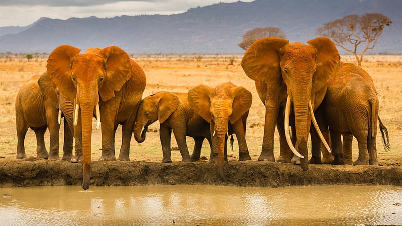 Elephant Family, family, elephants, jungle, river, HD wallpaper
