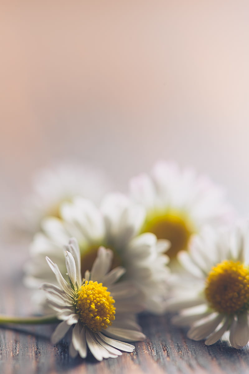 daisies, flowers, white, macro, HD phone wallpaper