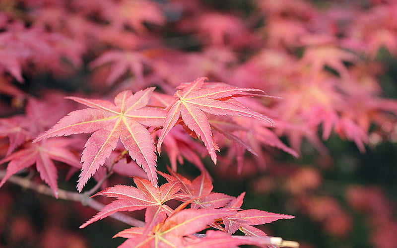 Autumn red maple leaf 2020 Nature, HD wallpaper