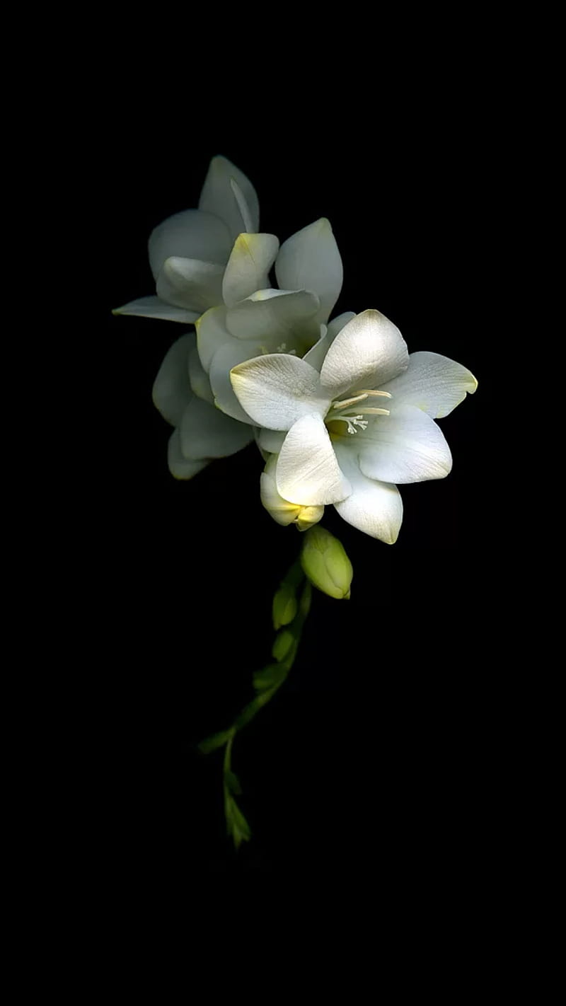 White, bonito, black, flower, flowers, nature, orchids, white flowers, HD phone wallpaper