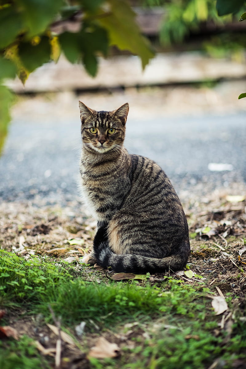 Black and gray tabby cat sitting on the ground, HD phone wallpaper | Peakpx