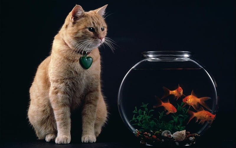 goldfish, red cat, aquarium, HD wallpaper