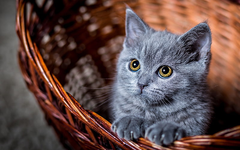 Russian Blue Cat, kitten, close-up, domestic cats, cute animals, Russian Blue, pets, gray cat, cats, HD wallpaper