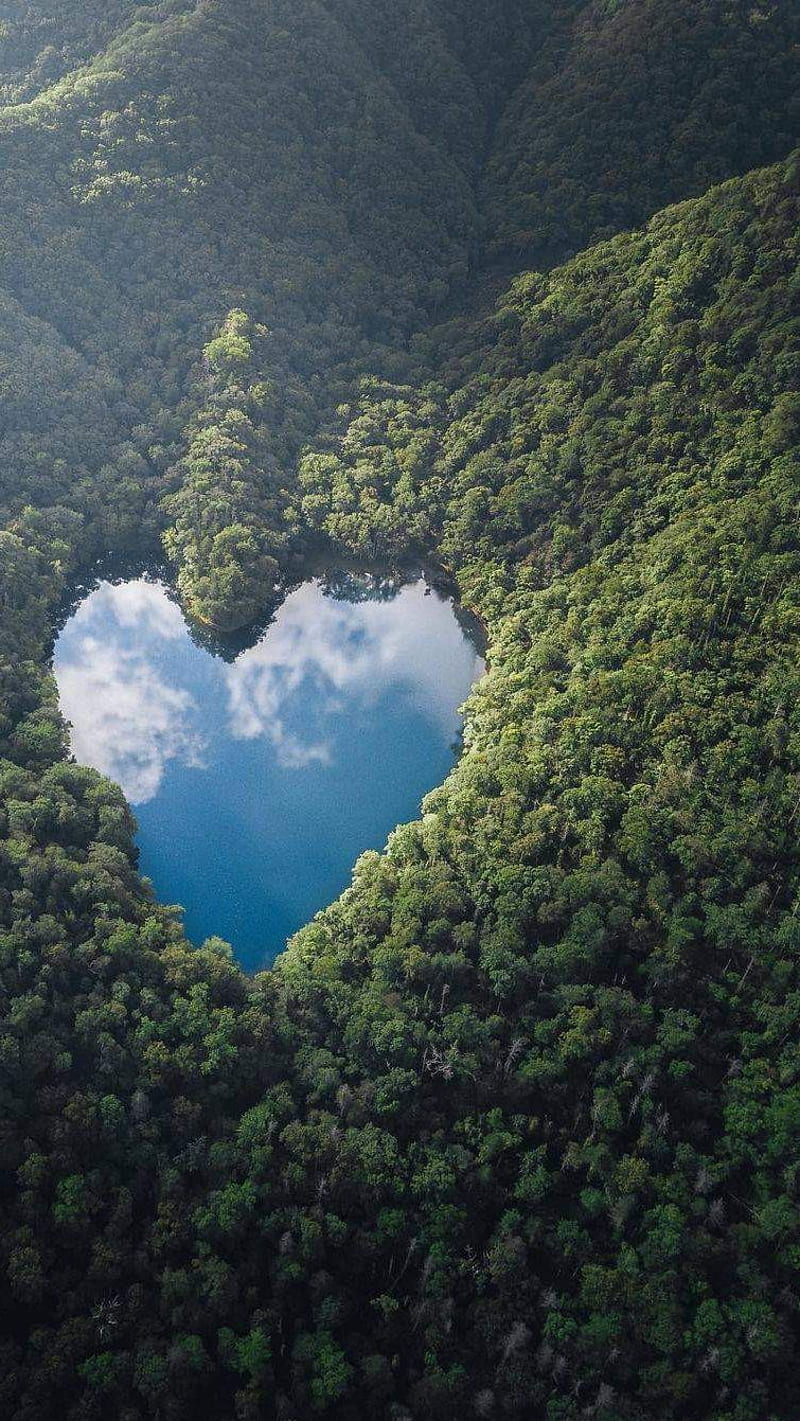 Natural Heart shape , natural heart shape, heart of forest, HD phone wallpaper